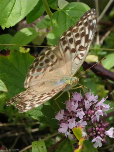 Argynnis paphia